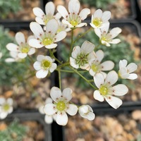 Saxifraga  'Hi Ho Silver'